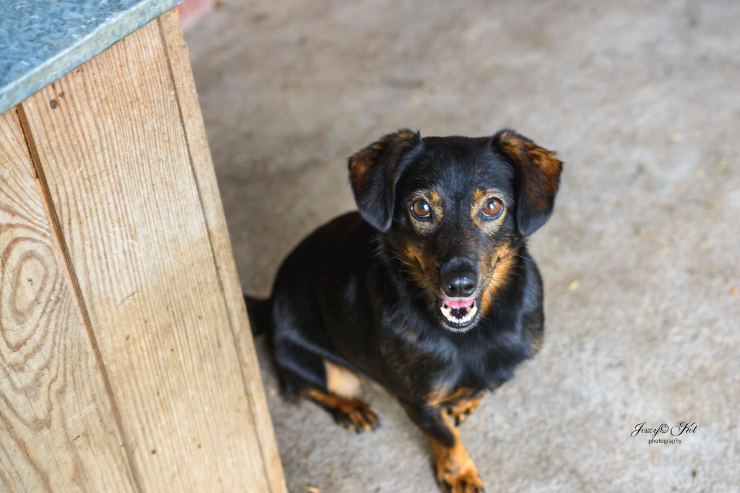 Dzień Kundelka - Reksio