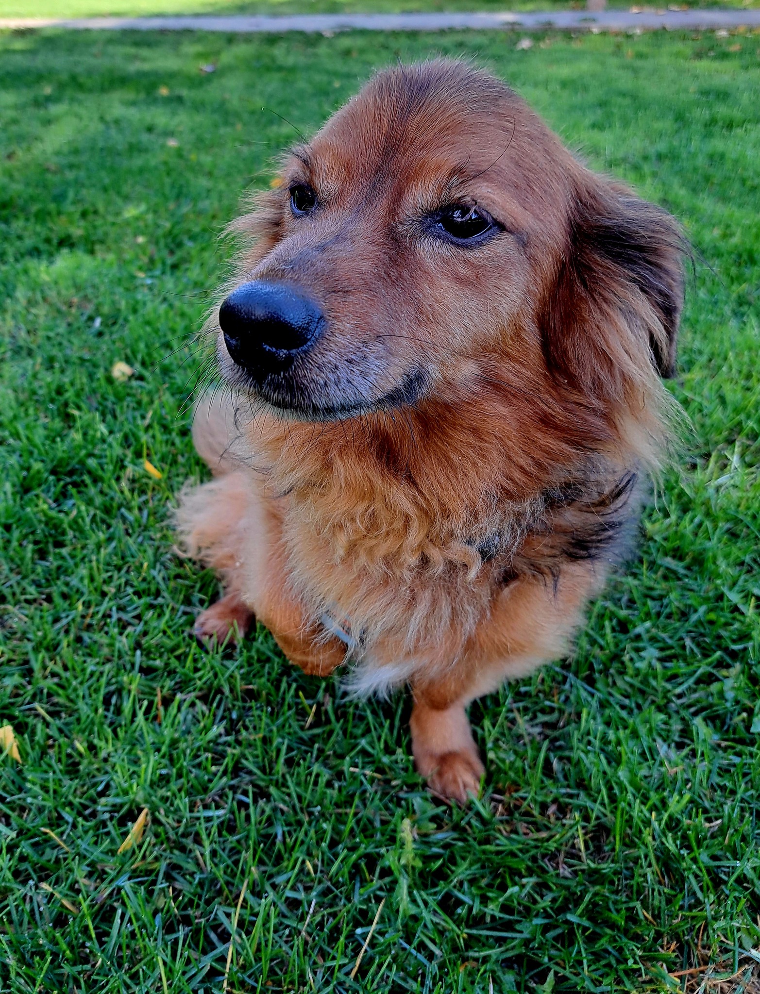 Dzień Kundelka - Misio