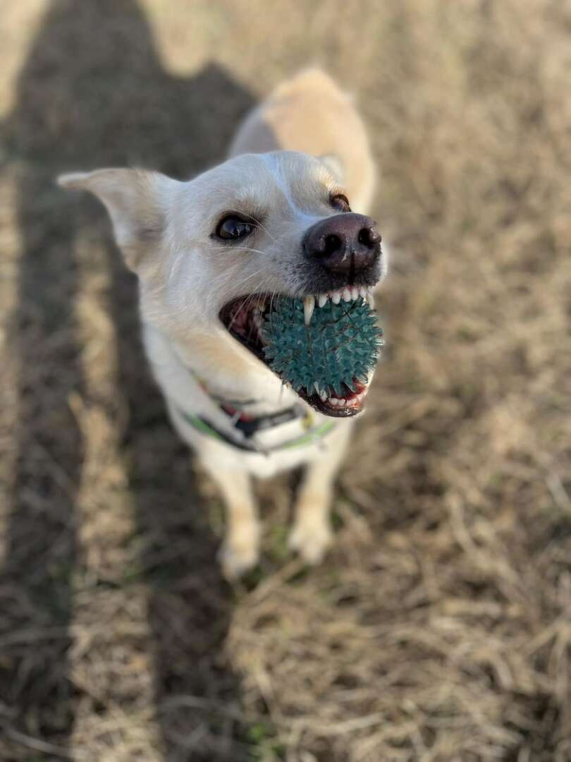 Dzień Kundelka - Grizli